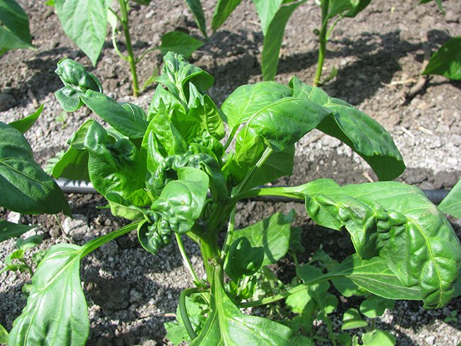 Оригінальні народні засоби для боротьби з попелиць на перцях