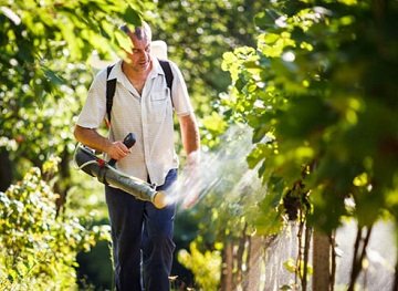 Обприскування винограду восени від шкідливих комах, в тому числі залізним купоросом