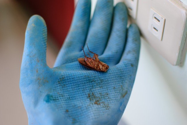 Боротьба з тарганами в домашніх умовах: швидко і ефективно