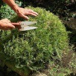 Вирощування туї з насіння: особливості посадки і догляду в домашніх умовах