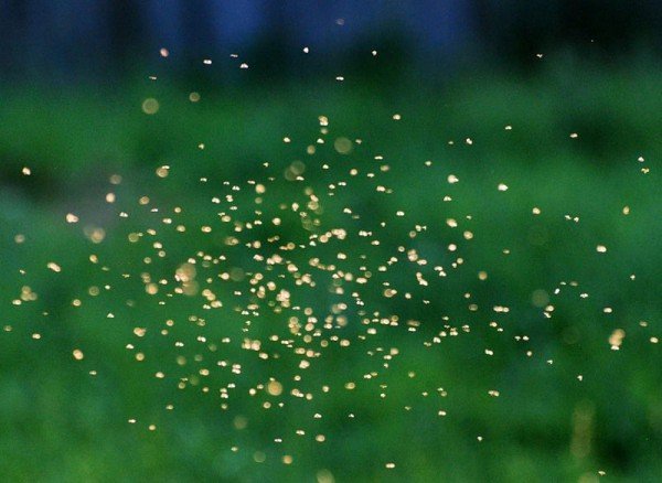 Мошки в квіткових горщиках як позбутися: рекомендації для усунення даної проблеми