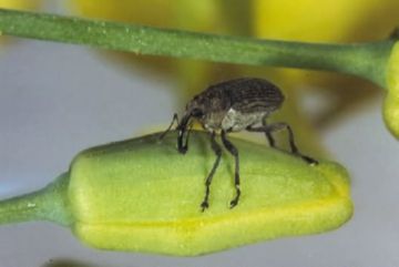 Наскільки небезпечним може бути небезпечний ріпаковий листоїд та інші шкідники ріпаку та як з ними боротися