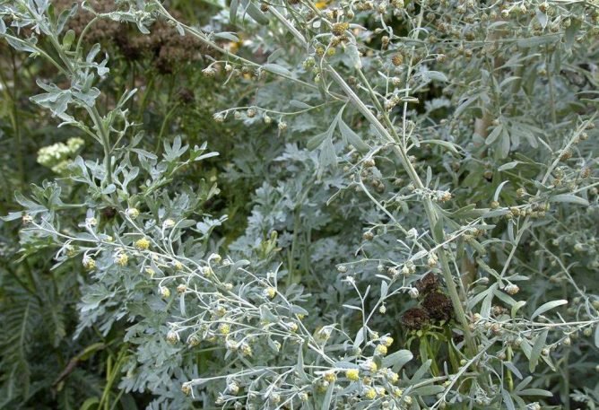 Як вивести мурах з городу народними засобами