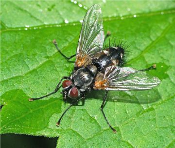 Мухи тахины: морфологія, розвиток від личинки до дорослої комахи, харчування, принесена користь