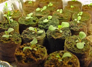 Вирощування розсади петунії в торфяних таблетках: умови посадки і проростання насіння, фото і відео інструкція