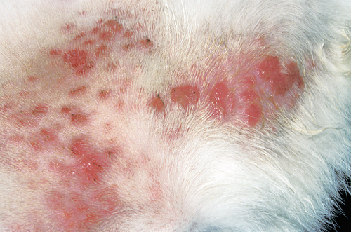 Блохи у кішок і методи позбавлення від них