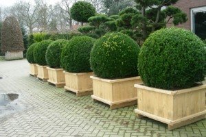 Туя Тіні Тім: опис цікавого карликового сорту чагарника з чудовими декоративними якостями