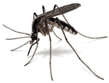 Форс сайт» – безпечне і ефективне знищення комах Форс сайт» – безпечне і ефективне знищення комах