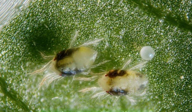 Суничний кліщ: способи знищення і наскільки він небезпечний