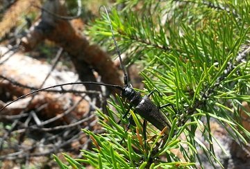Шкідники лісу і методи боротьби з ними. Природні вороги деяких шкідливих комах