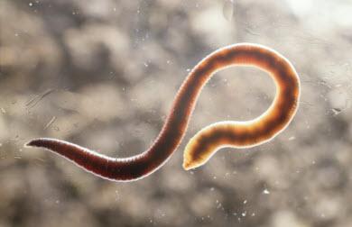 Блохи у людини – біологія комах і наслідки укусів