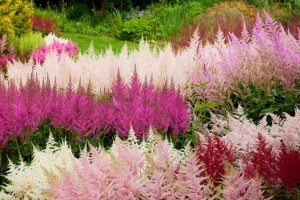 Вюнка троянда Фламентанц — приголомшливий сорт з рясним цвітінням