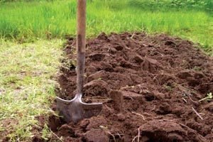 Вирощування жимолості: правила посадки і поради по догляду