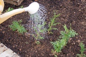 Порядок дій при розмноження туї живцями: особливості вибору, підготовки і висадки