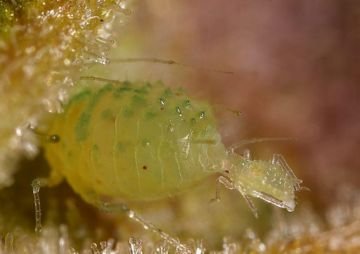 Опис найбільш поширених у Європі видів попелиці: персикова, побеговая, звичайна, картопляна та інші