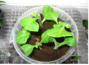 Розмноження петунії допомогою живцювання — ефективний і простий метод розведення квітів будинку і в саду