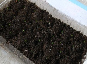 Посадка насіння на розсаду петунії: технологія методів «равлика» і «сніг»