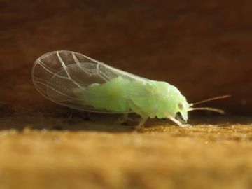 Мідяниця: опис видів та методів боротьби