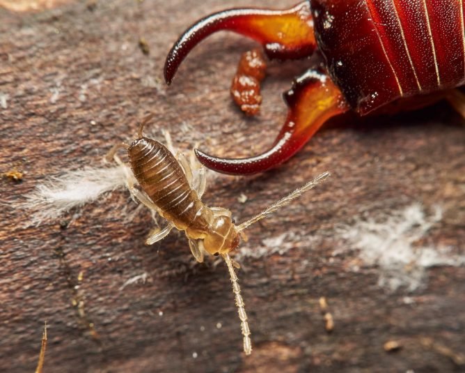 Засіб від двухвосток: чим відлякати і як труїти