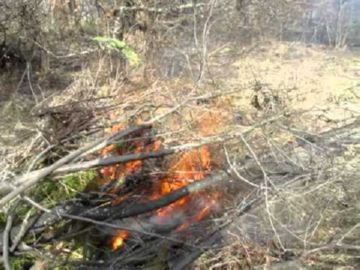 Галиця – дрібний, але небезпечний шкідник садів та городів