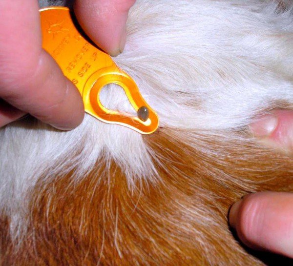 Як витягнути кліща у собаки тонкощі процедури Як витягнути кліща у собаки тонкощі процедури