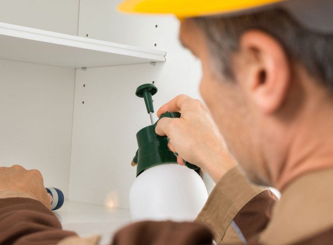 Шкідливі Клопи : причини їх появи в будинку