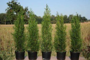 Туя: особливості посадки, правила догляду та підготовка кущів до зими