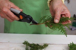 Порядок дій при розмноження туї живцями: особливості вибору, підготовки і висадки