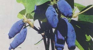 Які сорти жимолості підходять для Ленінградської області: докладний опис видів