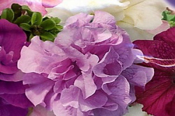 Петунія крупноквіткова: огляд сортів і особливості вирощування