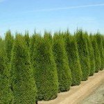 Порядок дій при розмноження туї живцями: особливості вибору, підготовки і висадки