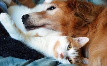 Хто такі собачі блохи і передаються вони людині