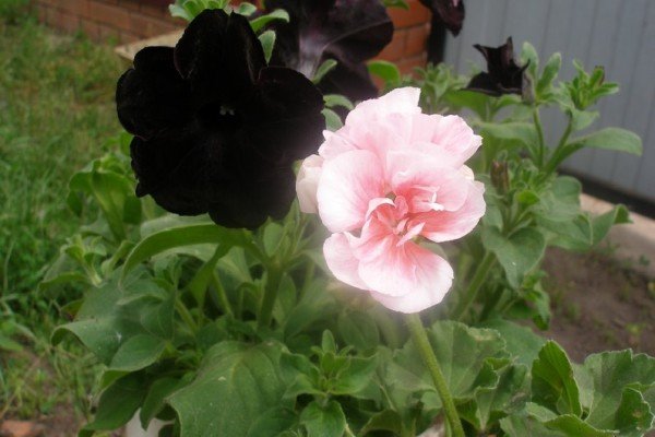 Петунії серії Софістика — рясноквітучі рослини унікальною забарвлення з запашним ароматом