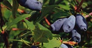 Які сорти жимолості підходять для Ленінградської області: докладний опис видів