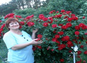 Особливості вирощування плетистих троянд: нюанси посадки та догляду за квітами в саду