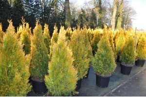 Огляд трьох сортів західної низькорослої і карликової туї Голден: Глоб, Таффет і Європа Голд