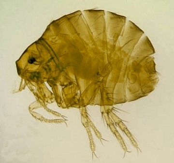 Як боротися з блохами вдома успішно і ефективно