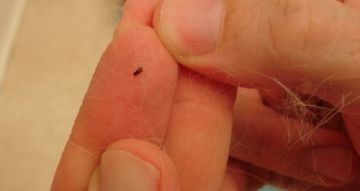 До чого сняться блохи на людину і тварин