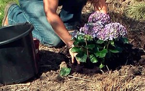 Як врятувати гортензію: причини того, чому сохнуть листя і варіанти вирішення проблеми