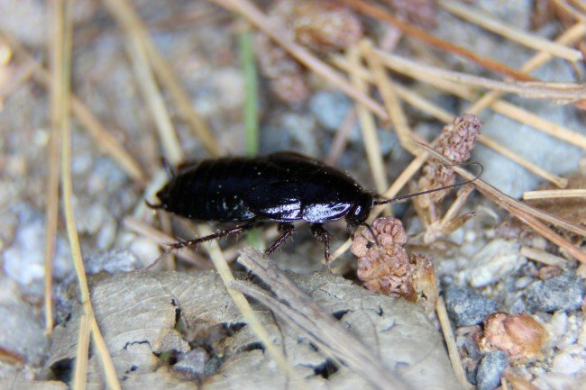 Чорний тарган в будинку або квартирі : Звідки прийшов і як боротися?