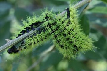 Лономия — смертоносна гусениця