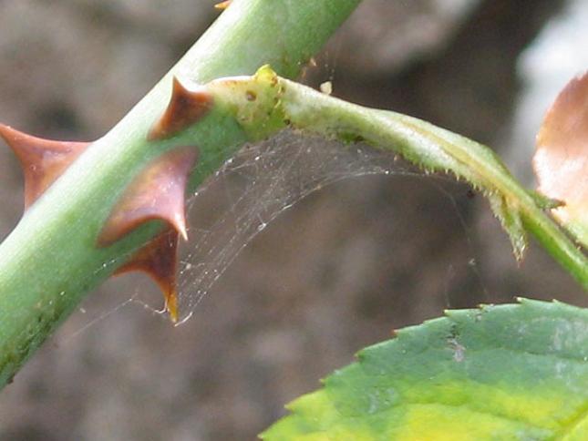 Павутинний кліщ: як з ним боротися