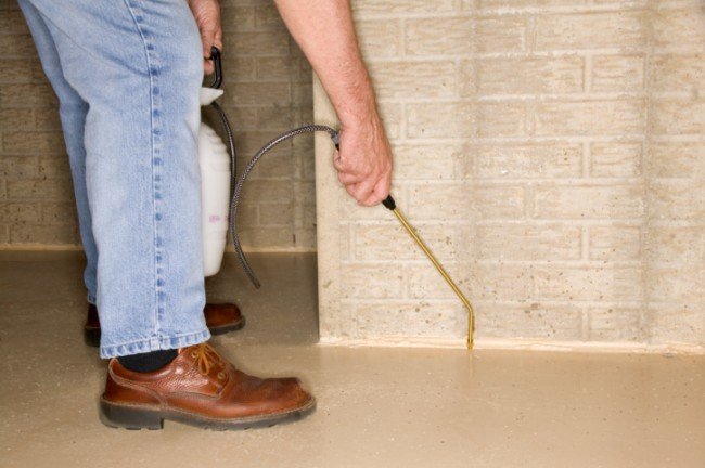 Де таргани живуть — Звідки зявляються в квартирі і як від них позбутися?