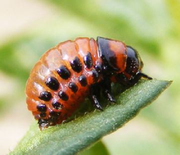 Колорадський жук   опис і методи боротьби з ним