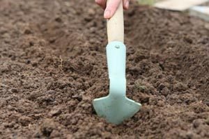 Пересадка жимолості на нове місце: вибір часу року і підготовка місця