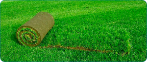 Як відновити і відремонтувати пошкоджений газон: можливі варіанти