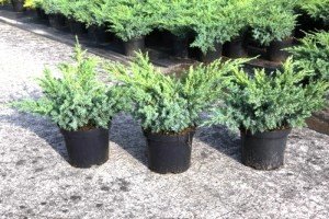 Блакитні ялівці сорти Блю: опис, характеристики й особливості вирощування