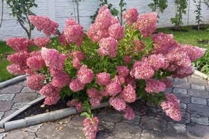 Гортензія Ванілла Фрейз: рекомендації по догляду та правила посадки