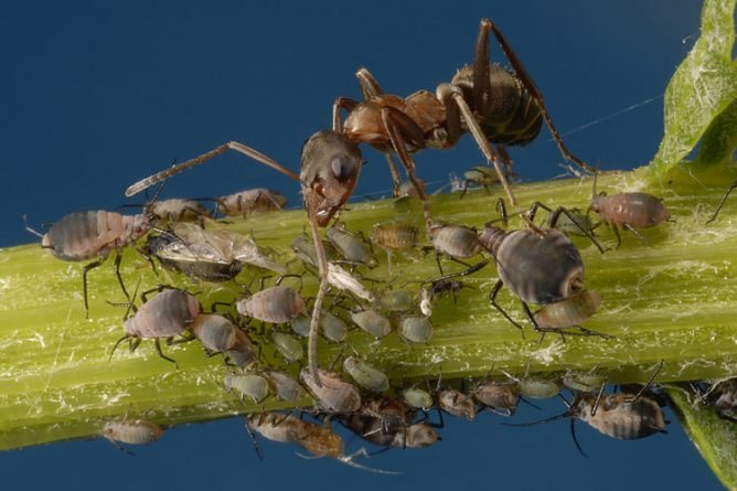 Як вивести мурах з городу народними засобами