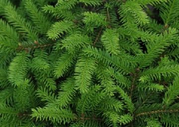 Коконопряд сосновий — наноситься шкоди та заходи боротьби з небезпечним ворогом дерев хвойних порід